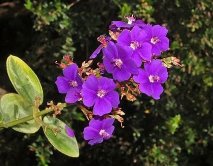 Tibouchina 'Latin Princess' - Tibouchina urvilleana from The Flower Spot Tibouchina 'Latin Princess' - Tibouchina urvilleana from The Flower Spot