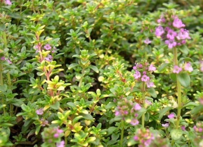 Thyme 'Compact English' - Thymus vulgaris from The Flower Spot Thyme 'Compact English' - Thymus vulgaris from The Flower Spot