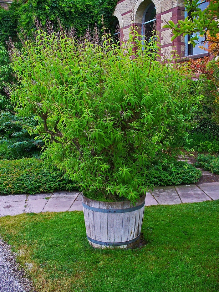 Lemon Verbena - Aloysia triphylla from The Flower Spot