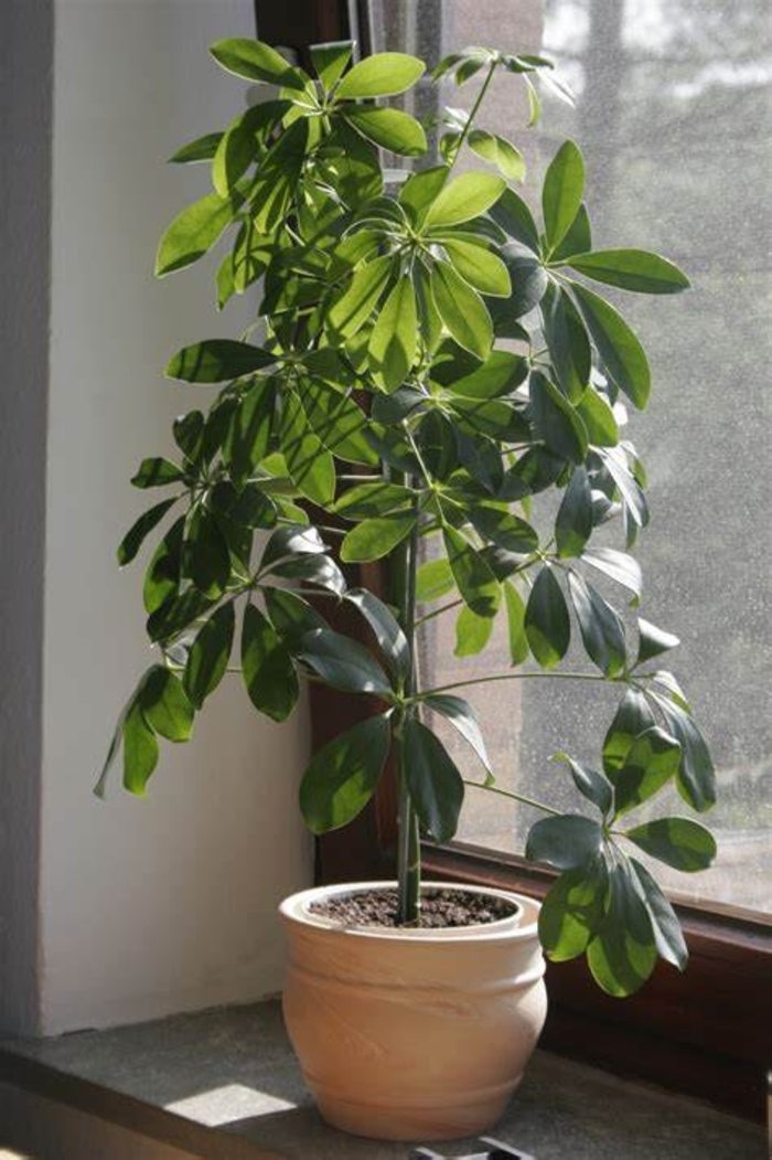 Umbrella Tree 'Multiple Varieties' - Schefflera arboricola from The Flower Spot
