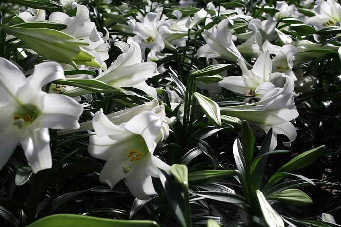 Lily 'Easter' - Lilium longiflorum from The Flower Spot