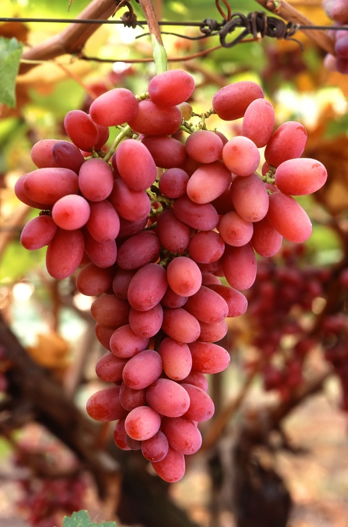 Grape 'Canadice' - Vitis from The Flower Spot Grape 'Canadice' - Vitis from The Flower Spot