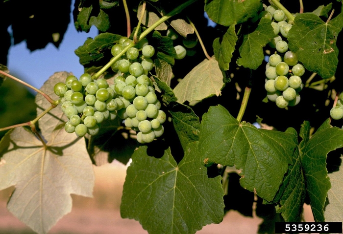 Grape 'Interlaken' - Vitis labrusca from The Flower Spot