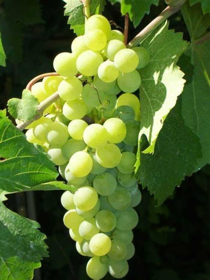 Grape 'Thompson Seedless' - Vitis vinifera from The Flower Spot Grape 'Thompson Seedless' - Vitis vinifera from The Flower Spot