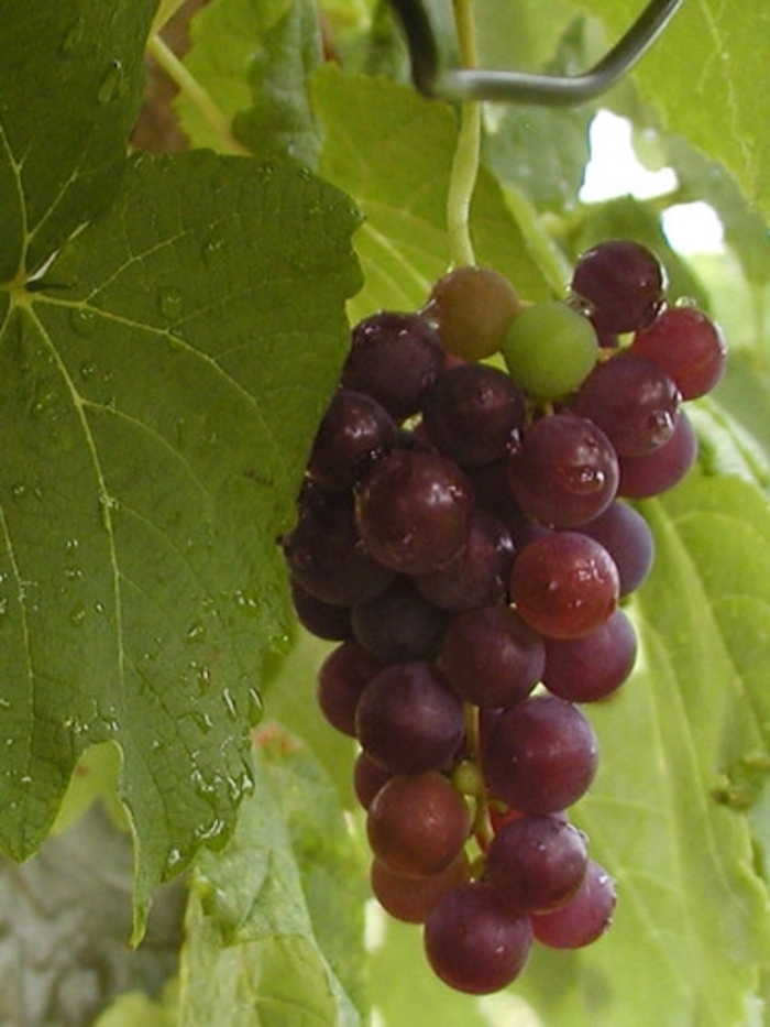 Grape 'Vanessa' - Vitis labrusca from The Flower Spot Grape 'Vanessa' - Vitis labrusca from The Flower Spot