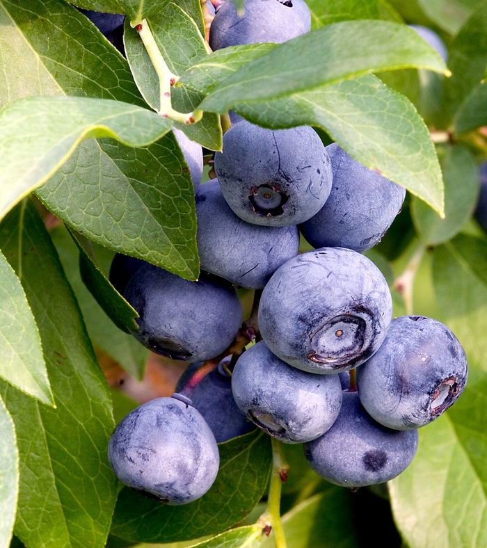 Blueberry 'O'Neal' - Vaccinium from The Flower Spot Blueberry 'O'Neal' - Vaccinium from The Flower Spot