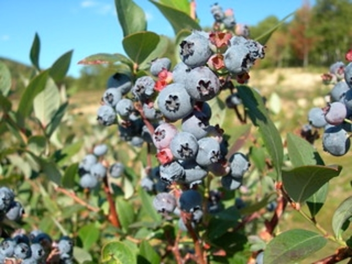 Blueberry 'Chippewa' - Vaccinium from The Flower Spot