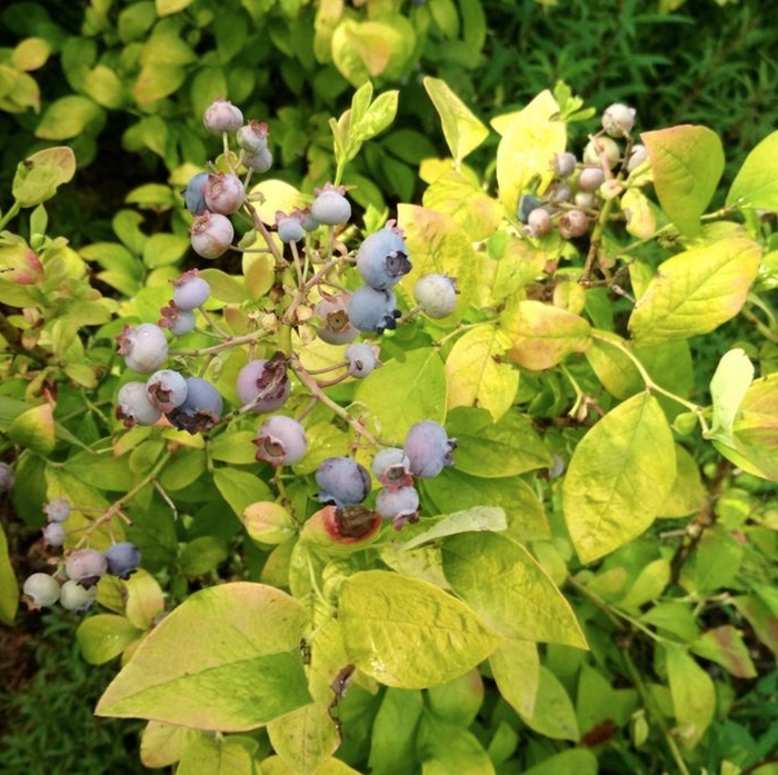 Blueberry 'Sky Dew Gold' - Vaccinium corymbosum from The Flower Spot Blueberry 'Sky Dew Gold' - Vaccinium corymbosum from The Flower Spot