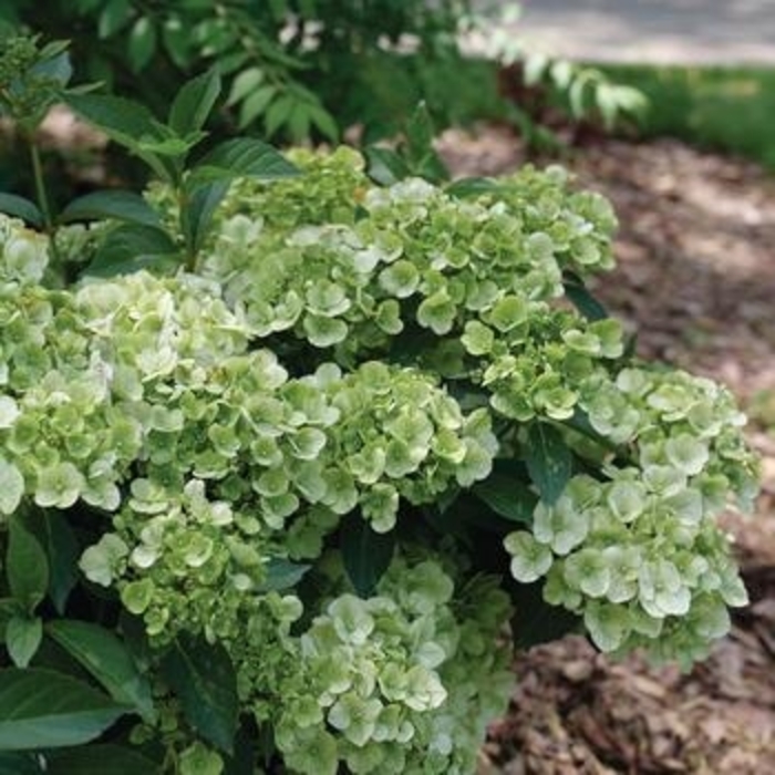 Hydrangea 'Fairytrail Green' - Hydrangea from The Flower Spot Hydrangea 'Fairytrail Green' - Hydrangea from The Flower Spot