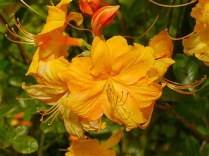 Azalea 'Klondyke' - Rhododendron exbury hybrid from The Flower Spot Azalea 'Klondyke' - Rhododendron exbury hybrid from The Flower Spot