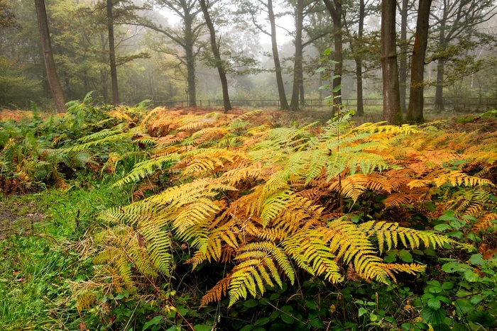 Fern 'Autumn' - Dryopteris erythrosora from The Flower Spot