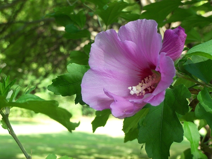 Rose of Sharon 'Purple Pillar' - Hibiscus syriacus from The Flower Spot Rose of Sharon 'Purple Pillar' - Hibiscus syriacus from The Flower Spot