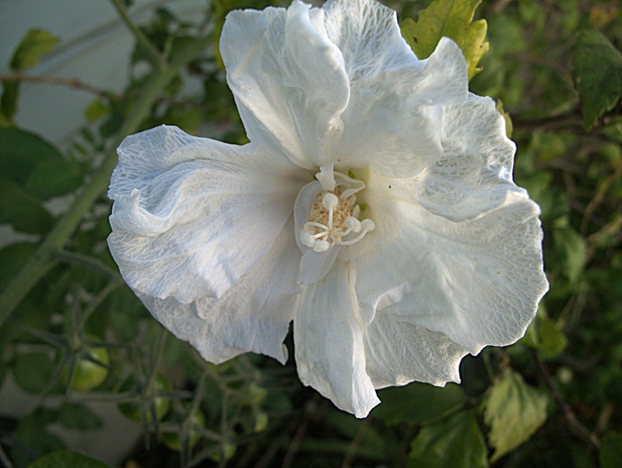 Rose of Sharon 'White Pillar' - Hibiscus syriacus from The Flower Spot