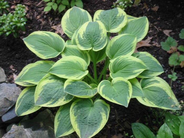 Hosta 'Pizzazz' - Hosta from The Flower Spot Hosta 'Pizzazz' - Hosta from The Flower Spot