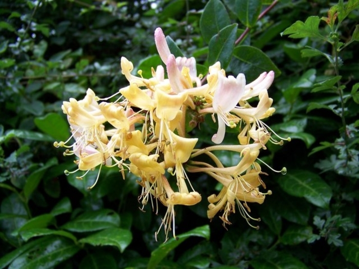 Honeysuckle 'Scentsation' - Lonicera sempervirens from The Flower Spot