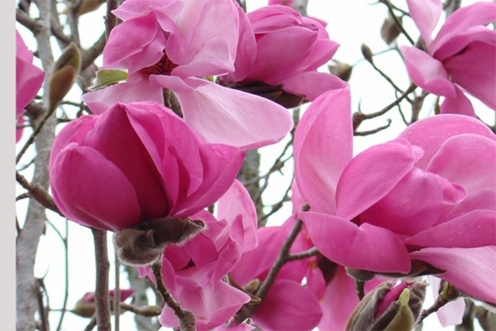 Magnolia 'Susan' - Magnolia from The Flower Spot Magnolia 'Susan' - Magnolia from The Flower Spot