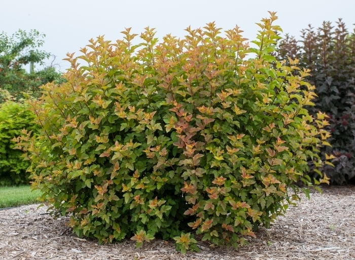 Ninebark 'Savannah Sunset' - Physocarpus opulifolius from The Flower Spot