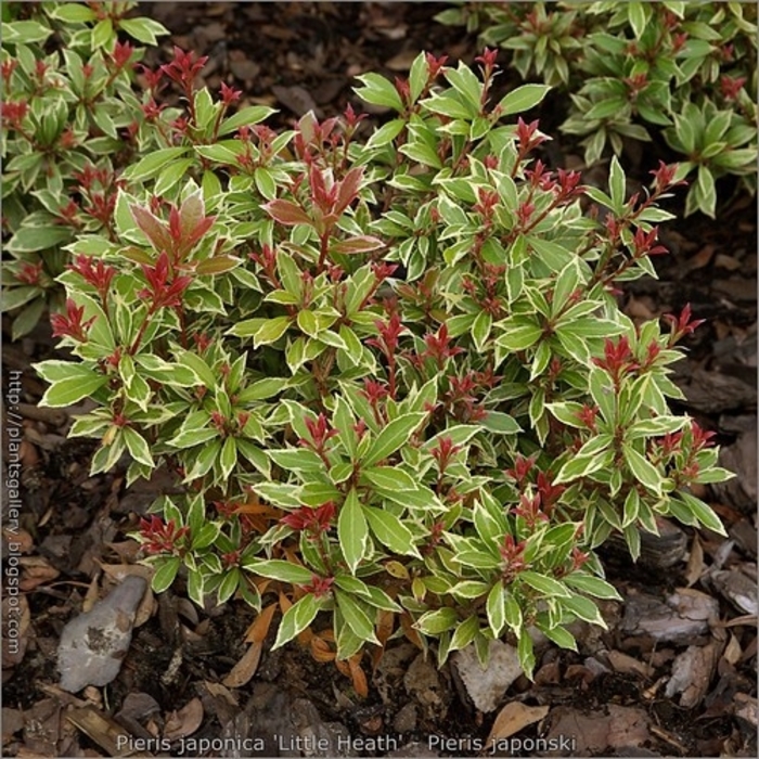Pieris 'Little Heath' - Pieris japonica from The Flower Spot Pieris 'Little Heath' - Pieris japonica from The Flower Spot