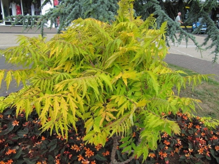 Sumac 'Tiger Eyes' - Rhus typhina from The Flower Spot Sumac 'Tiger Eyes' - Rhus typhina from The Flower Spot