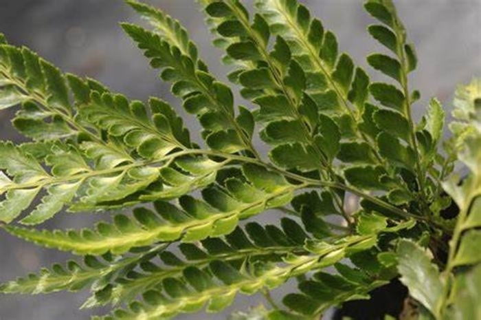 Fern 'Leather-leaf Variegated' - Rumohra adiantiformis from The Flower Spot