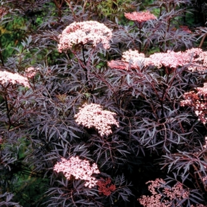 Elderberry 'Black Lace' - Sambucus nigra from The Flower Spot Elderberry 'Black Lace' - Sambucus nigra from The Flower Spot