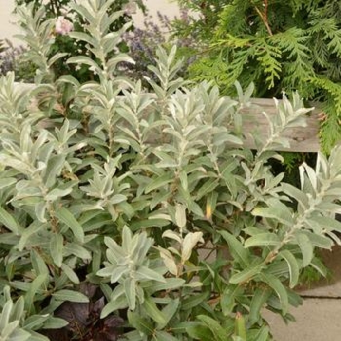 Willow 'Iceberg Alley' - Salix candida from The Flower Spot