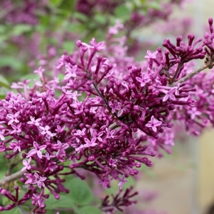 Lilac 'Bloomerang Dark Purple' - Syringa from The Flower Spot Lilac 'Bloomerang Dark Purple' - Syringa from The Flower Spot