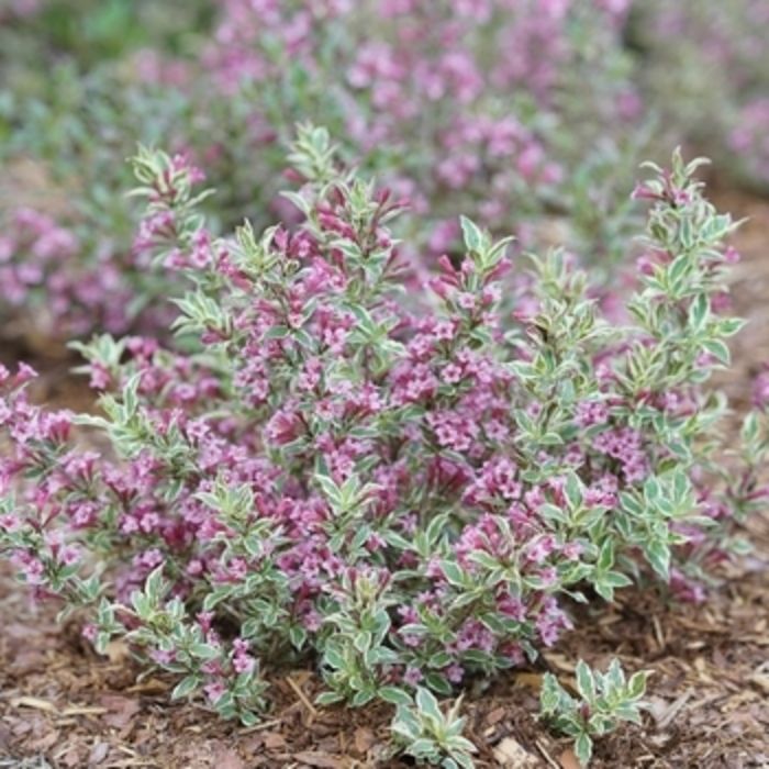 Weigela 'My Monet Purple Effect' - Weigela florida from The Flower Spot Weigela 'My Monet Purple Effect' - Weigela florida from The Flower Spot
