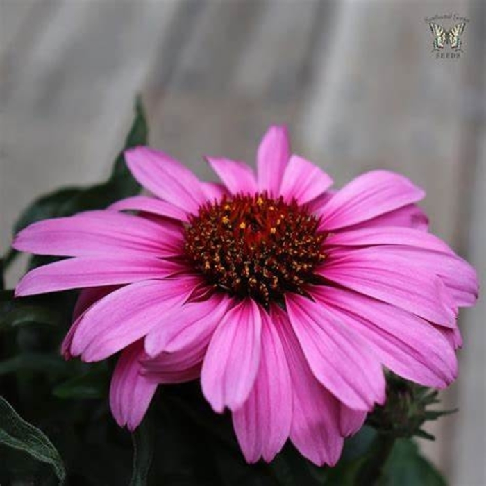 Coneflower 'Magnus Superior' - Echinacea purpurea from The Flower Spot Coneflower 'Magnus Superior' - Echinacea purpurea from The Flower Spot