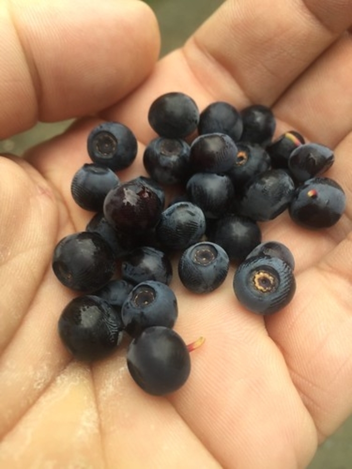 Blueberry 'Mini Blues' - Vaccinium from The Flower Spot Blueberry 'Mini Blues' - Vaccinium from The Flower Spot