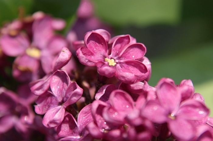 Lilac 'Charles Joly' - Syringa vulgaris from The Flower Spot Lilac 'Charles Joly' - Syringa vulgaris from The Flower Spot