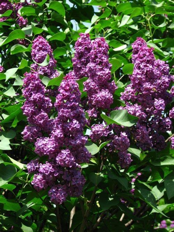 Lilac 'Ludwig Spaeth' - Syringa vulgaris from The Flower Spot Lilac 'Ludwig Spaeth' - Syringa vulgaris from The Flower Spot