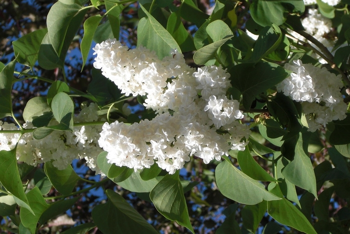 Lilac 'Madame Lemoine' - Syringa vulgaris from The Flower Spot Lilac 'Madame Lemoine' - Syringa vulgaris from The Flower Spot