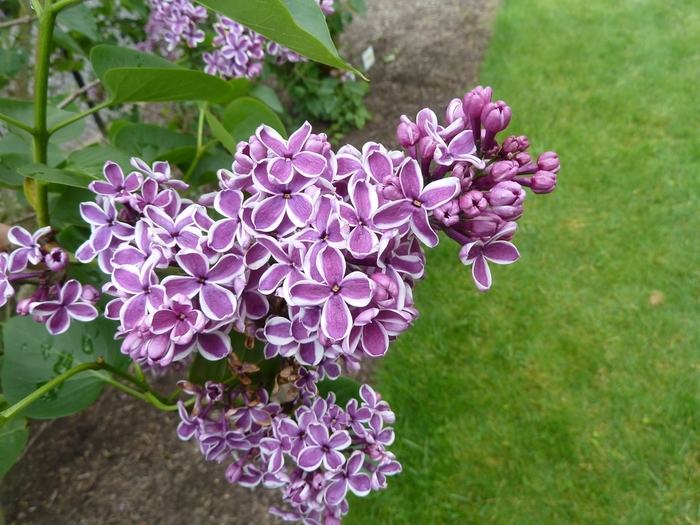 Lilac 'Sensation' - Syringa vulgaris from The Flower Spot Lilac 'Sensation' - Syringa vulgaris from The Flower Spot