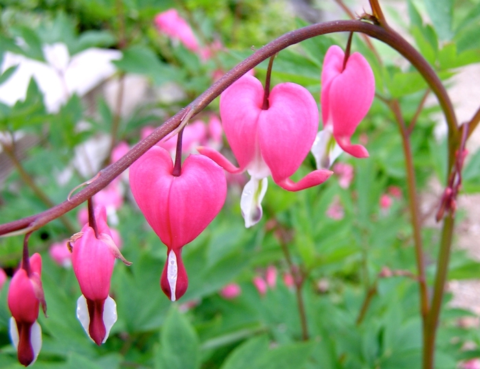 Bleeding Heart 'Multiple Varieties' - Dicentra spectabilis from The Flower Spot