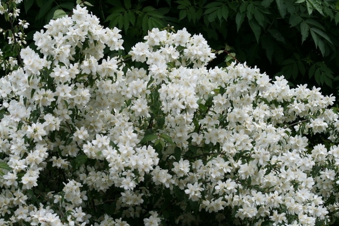 Mock Orange 'Waterton' - Philadelphus lewisii from The Flower Spot Mock Orange 'Waterton' - Philadelphus lewisii from The Flower Spot