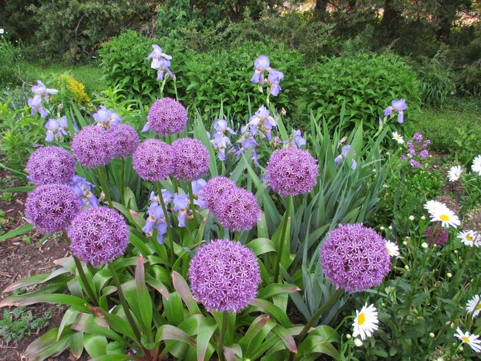 Allium 'Giant' - Allium giganteum from The Flower Spot