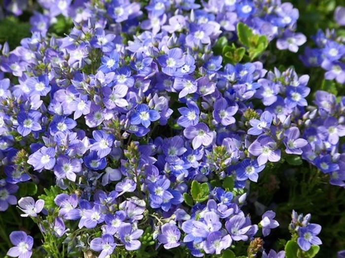 Speedwell 'Georgia Blue' - Veronica peduncularis from The Flower Spot Speedwell 'Georgia Blue' - Veronica peduncularis from The Flower Spot