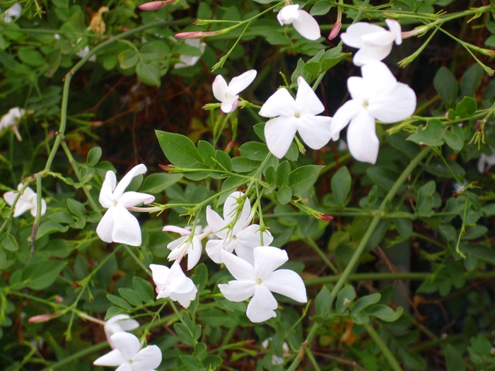Jasmine 'Common' - Jasminum officinale from The Flower Spot Jasmine 'Common' - Jasminum officinale from The Flower Spot
