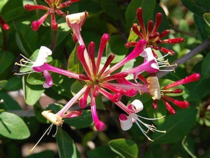 Honeysuckle 'Belgica' - Lonicera periclymenum from The Flower Spot Honeysuckle 'Belgica' - Lonicera periclymenum from The Flower Spot