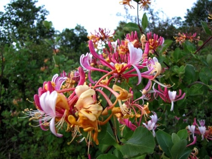 Honeysuckle 'Serotina' - Lonicera periclymenum from The Flower Spot