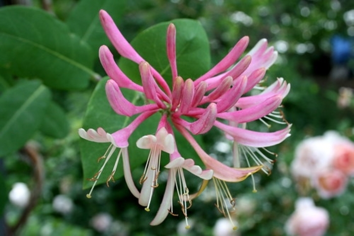 Honeysuckle 'Harlequin' - Lonicera italica from The Flower Spot Honeysuckle 'Harlequin' - Lonicera italica from The Flower Spot