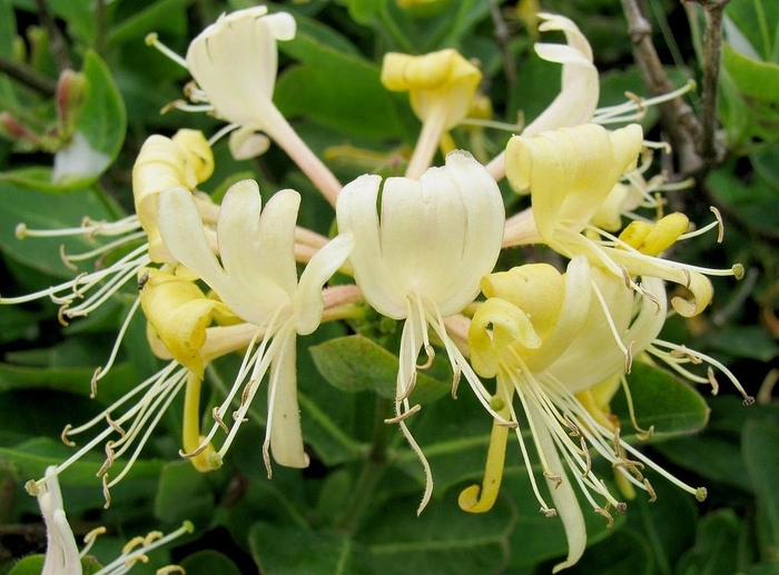 Honeysuckle 'Honey Baby' - Lonicera periclymenum from The Flower Spot