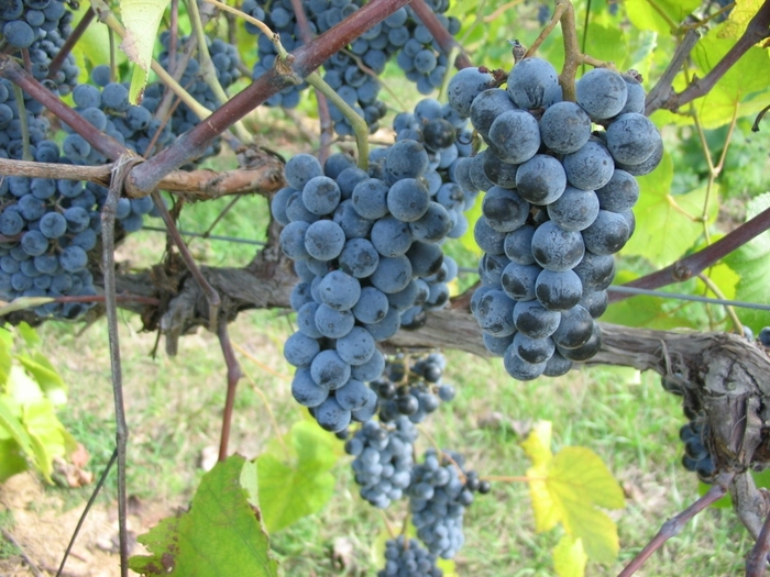 Grape 'Black Monukka' - Vitis vinifera from The Flower Spot