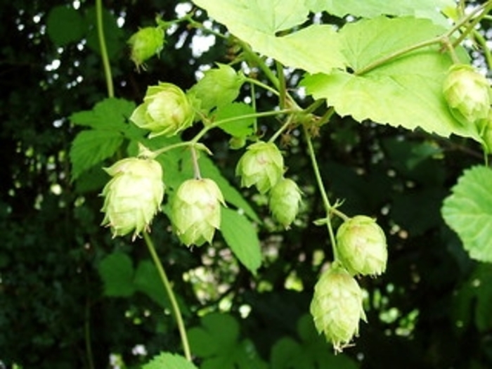 Hops 'Aureus' - Humulus lupulus from The Flower Spot Hops 'Aureus' - Humulus lupulus from The Flower Spot