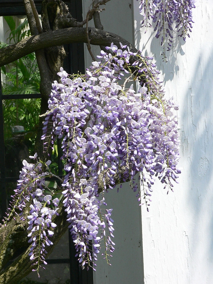 Wisteria 'Aunt Dee' - Wisteria macrostachys from The Flower Spot Wisteria 'Aunt Dee' - Wisteria macrostachys from The Flower Spot