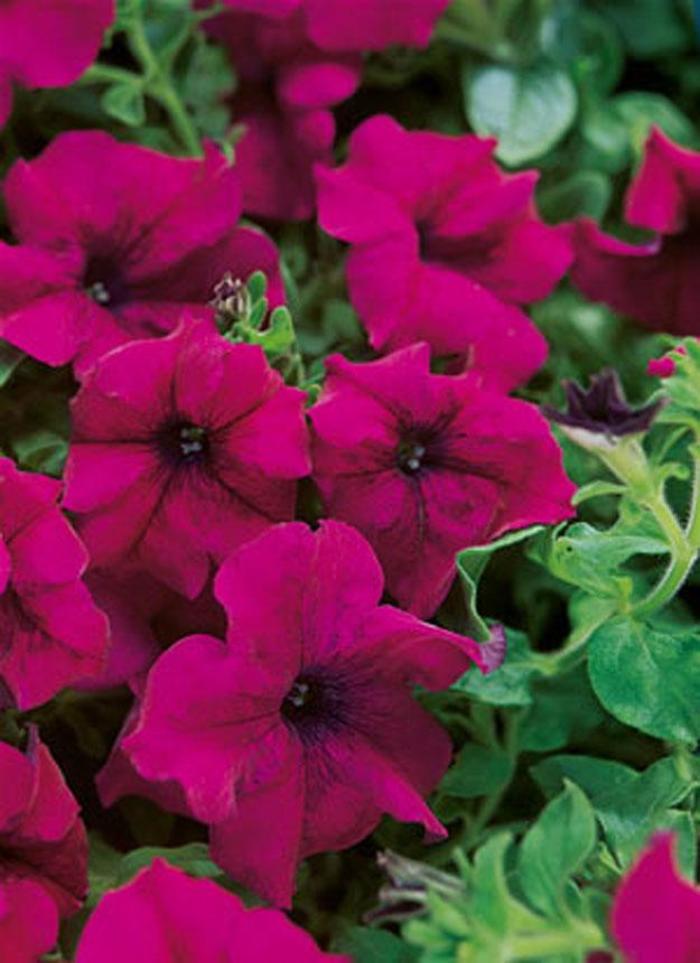 Petunia 'Surfinia Magenta' - Petunia hybrid from The Flower Spot