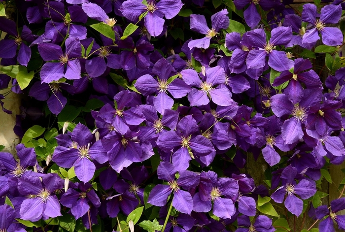 Clematis 'Jackman Superba' - Clematis jackmanii from The Flower Spot