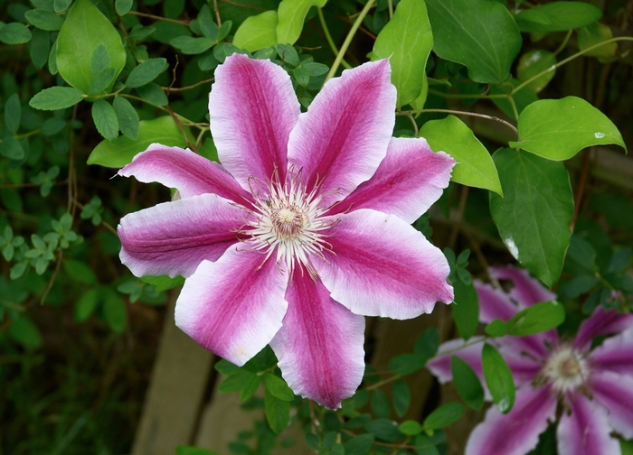 Clematis 'Scartho Gem' - Clematis from The Flower Spot Clematis 'Scartho Gem' - Clematis from The Flower Spot