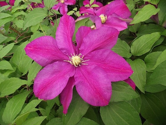 Clematis 'Sunset' - Clematis from The Flower Spot Clematis 'Sunset' - Clematis from The Flower Spot
